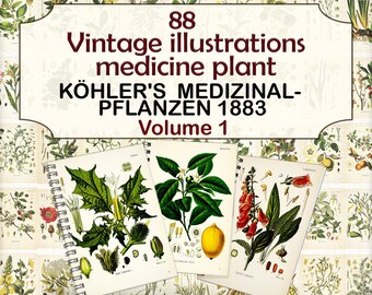 Ilustrações vintage de plantas medicinais, páginas botânicas, plantas herbáceas, plantas medicinais de Köhler-1