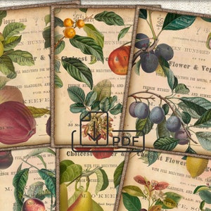 Digital Vintage  Fruits Botanical Card Set,Collage Sheet Download