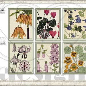 Vintage Botanische Junk-Journal-Seiten, Bildcollage Studie einer Pflanze ADDON Bild 3