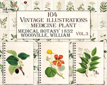 Vintage medicine botany plants,botanical pages,herbal plant,Medical botany-3 illustrations