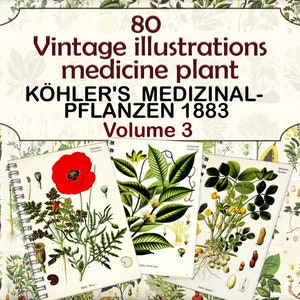 Ilustraciones de plantas medicinales vintage, páginas botánicas, plantas herbarias, Plantas medicinales de Köhler-3