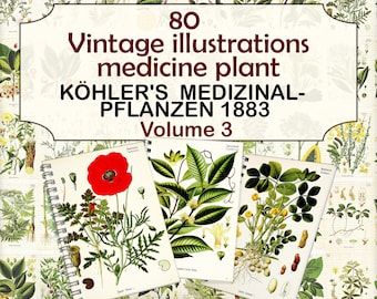 Vintage Medicinal Plant illustrations,botanical pages,herbal plant,Köhler's Medicinal Plants-3