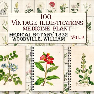 Plantas de botánica medicinal vintage, páginas botánicas, plantas herbarias, ilustraciones de botánica médica-2