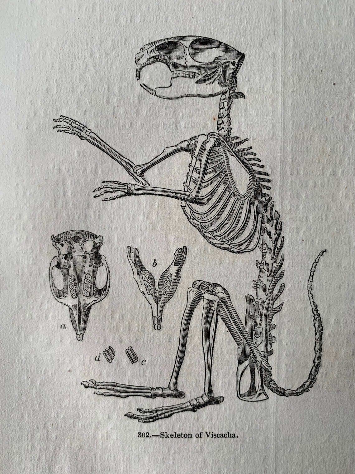 Chinchilla Paca Viscacha Rodent Skeleton Original Antique | Etsy