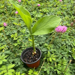 May include: A young plant with two broad, vibrant green leaves growing from a central stem, potted in a small, dark brown plastic container filled with dark soil and wood mulch, positioned upright against a backdrop of green foliage.