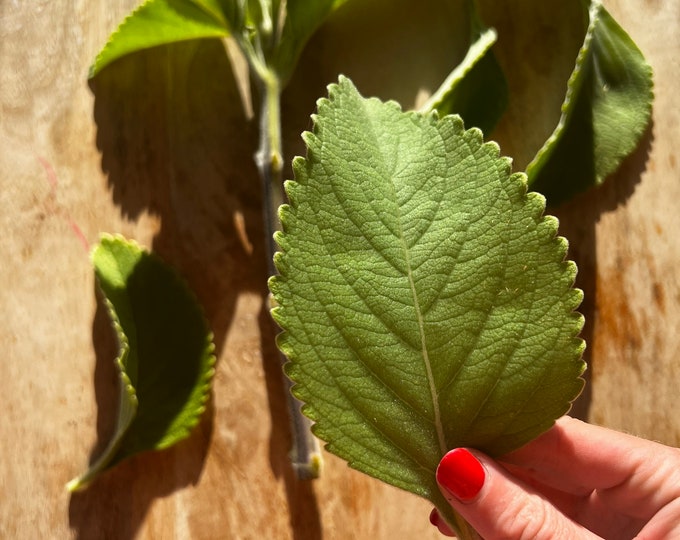 Toilet Paper Plant 3 Cuttings plectranthus Barbatus blue Spur Flower Etsy
