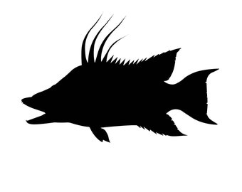 Silueta de pez cerdo, archivo vectorial (svg, png, jpg, pdf, eps, dxf)
