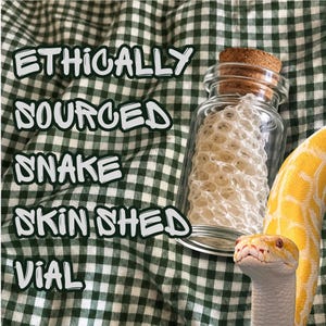May include: A clear glass vial with a cork stopper containing a textured, white snake skin shed. Next to the vial is a yellow and white snake. The text ETHICALLY SOURCED SNAKE SKIN SHED VIAL is printed in large, bold, black letters on the left side.