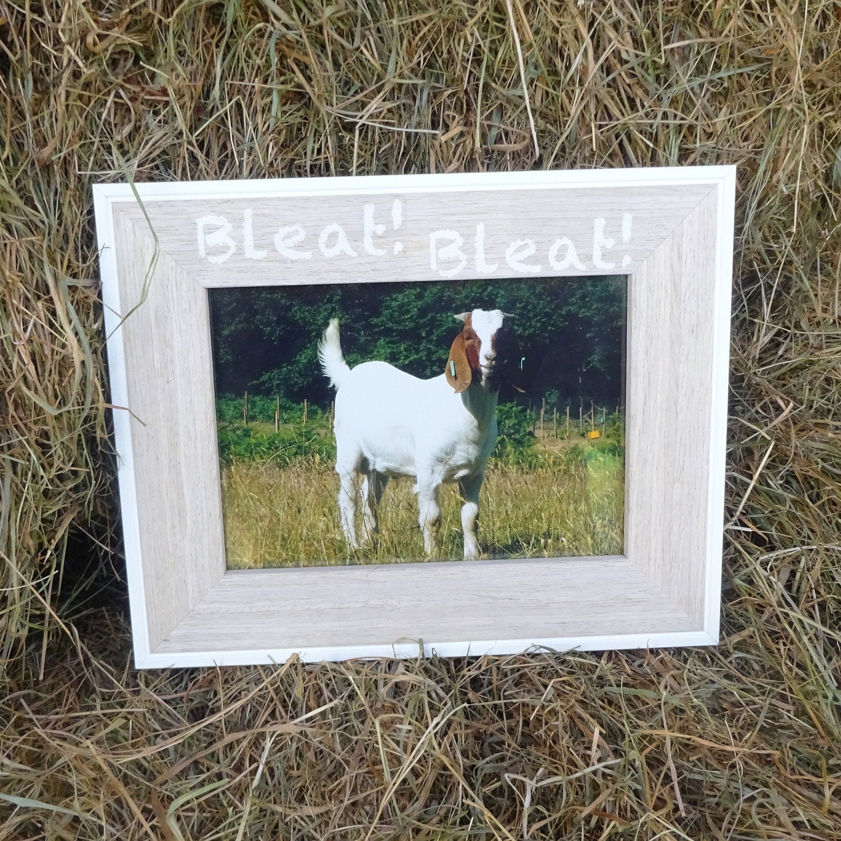Photo Frame Goat Kid Gift for a Goat Lover Gift for a Etsy