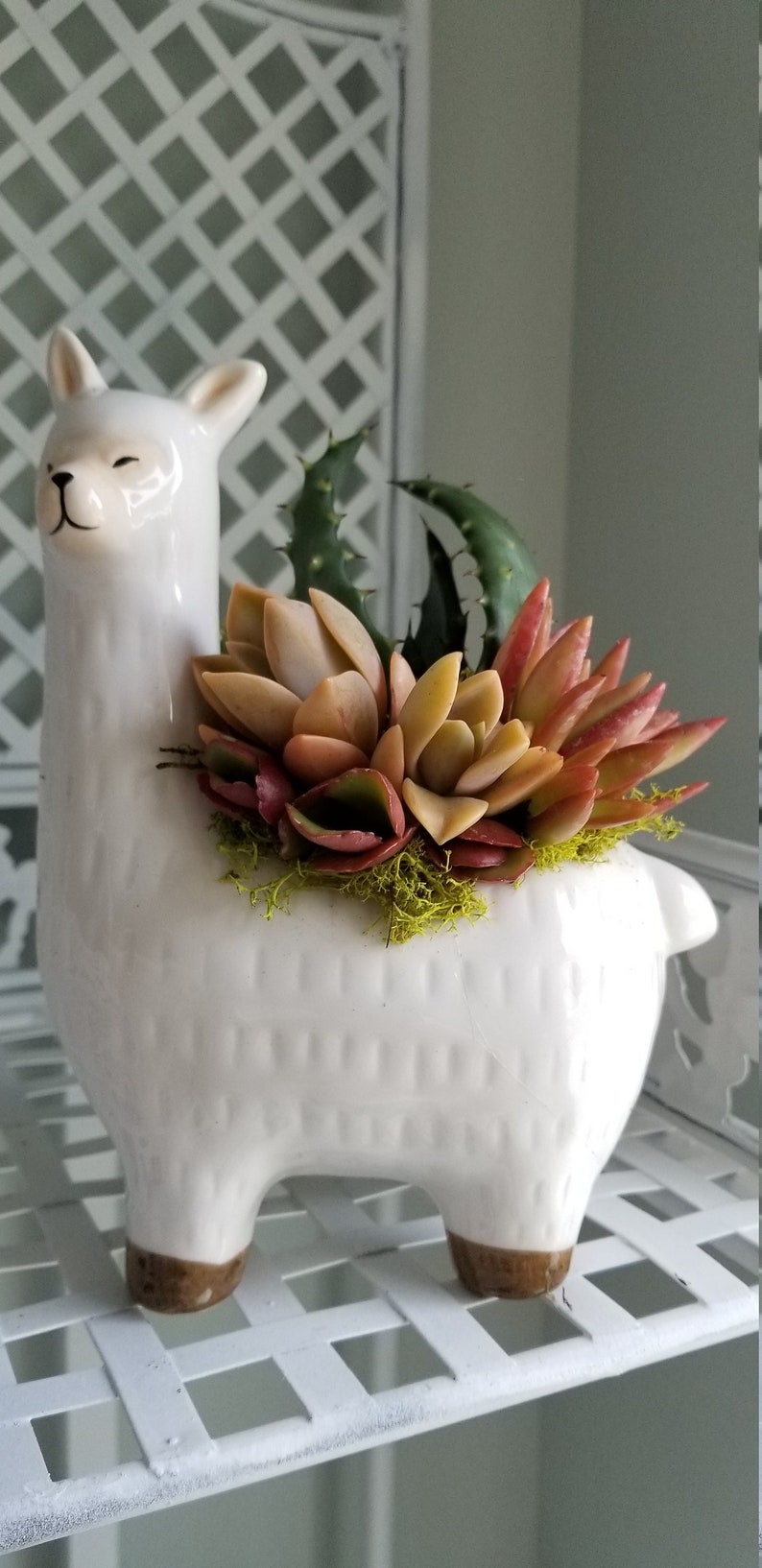 Cute Live Succulent Planter Llama Gift Trending Llama Gift