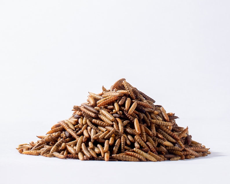 Iowa Blue Farm Black Soldier Fly Grubs 1 lb bag Oven Dried Etsy