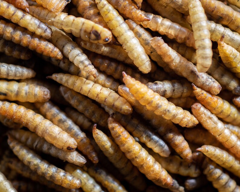 Iowa Blue Farm Black Soldier Fly Grubs 5 oz bag Oven Dried Etsy