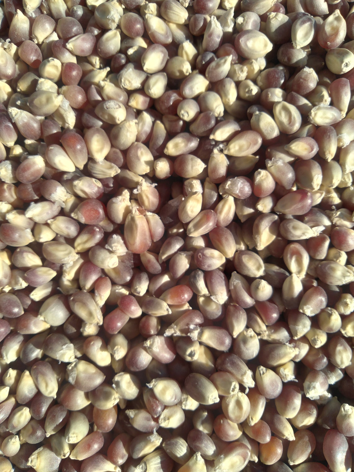 Purple Popcorn 230oz Bags Etsy