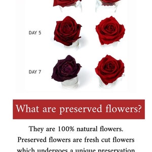 May include: A comparison chart showing fresh flowers versus preserved flowers over seven days. The fresh flowers darken and wilt, while the preserved flowers maintain their bright red color and shape. Text includes: What are preserved flowers?