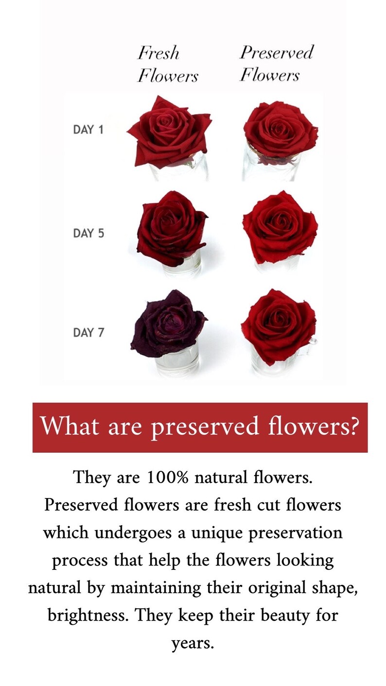May include: A comparison chart showing fresh flowers versus preserved flowers over seven days. The fresh flowers darken and wilt, while the preserved flowers maintain their bright red color and shape. Text includes: What are preserved flowers?