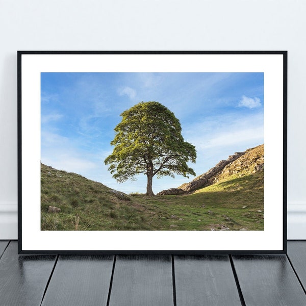 Sycamore Gap Tree (Lone Sycamore) on Hadrian's Wall Print, near Crag Lough in Northumberland
