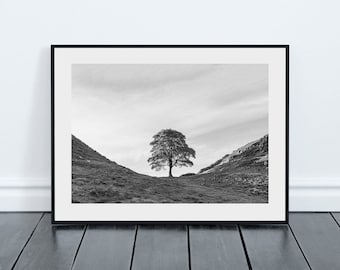 Sycamore Gap Tree (Lone Sycamore) in black and white Print on Hadrian's Wall near Crag Lough in Northumberland