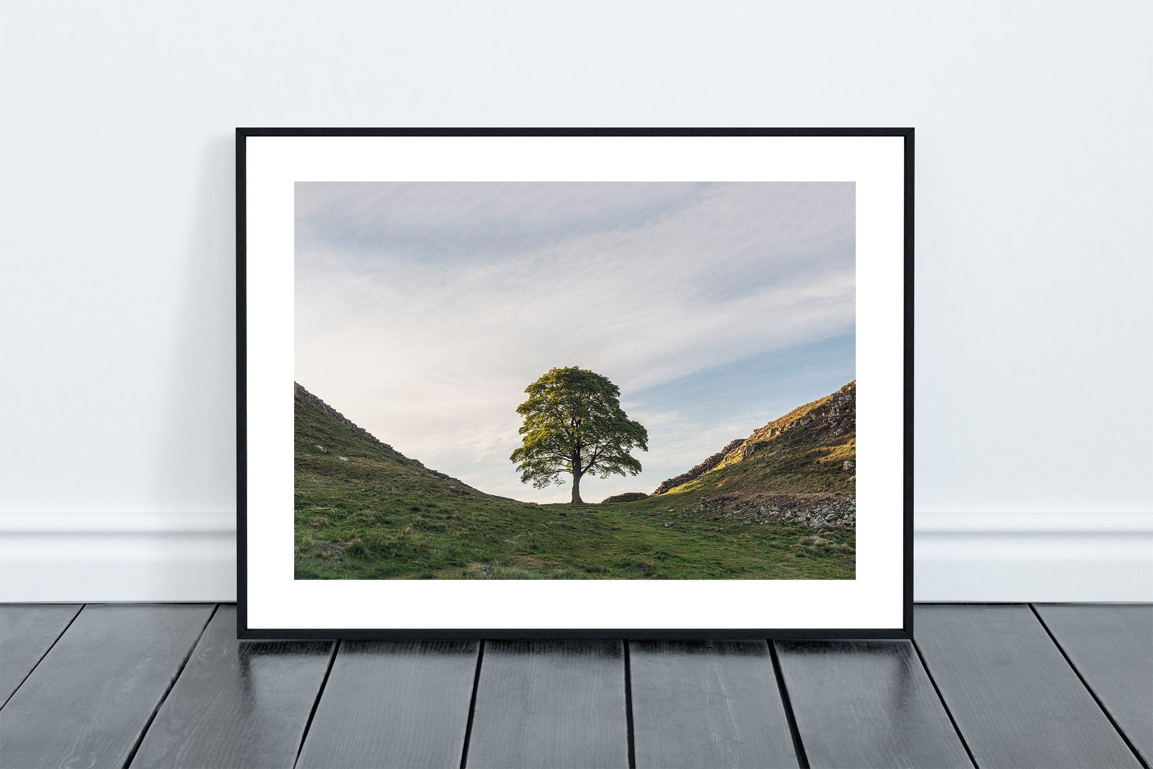 Sycamore Gap Tree Lone Sycamore Print on Hadrian's Wall Etsy