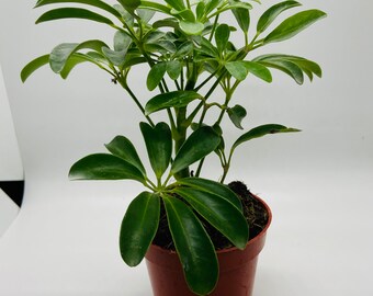 Umbrella Planter Etsy