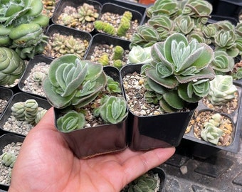 Crassula tomentosa 2inch pot