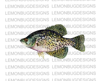 Crappie Fish PNG: Fishing Art, Printable Design (Digital Download)