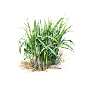 Raisin 'Cane png, canne à sucre PNG, Louisiane png, téléchargement numérique, sublimation png, art imprimable