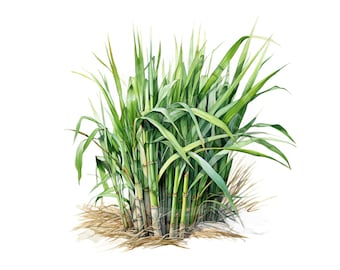 Sugar Cane PNG: Louisiana Art, Printable Design (Digital Download)