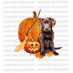 May include: A brown Labrador Retriever puppy sits next to a large orange pumpkin and a smaller jack-o'-lantern. The puppy is looking at the camera with a curious expression. There are fall leaves scattered around the pumpkins and puppy.