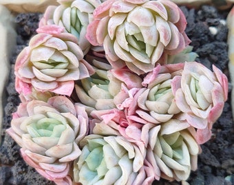 Echeveria Raspberry Ice