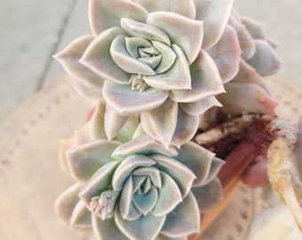 Graptoveria Harry Watson