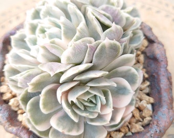 Echeveria Onslow Variegated