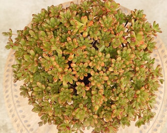 Aeonium Sedifolium