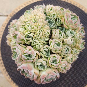 May include: A dense cluster of succulent rosettes featuring pale green leaves with soft pink-tinted edges. The plant displays a compact, multi-headed growth pattern with numerous small, tightly packed rosettes forming a rounded, textured mound.