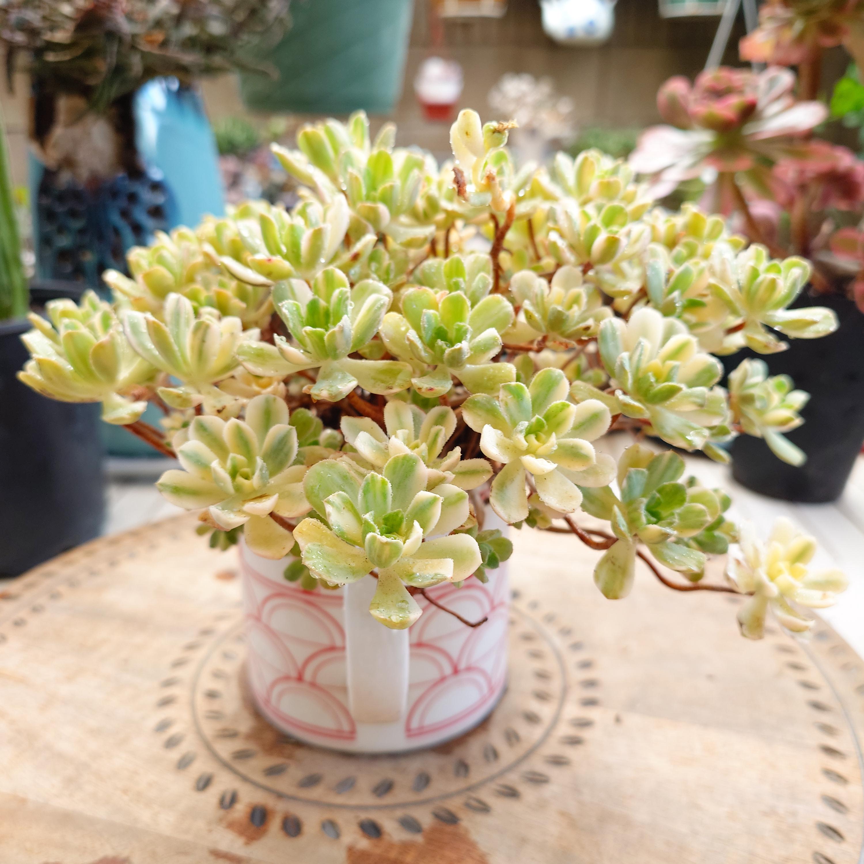 Aeonium Domesticum Variegata - Etsy