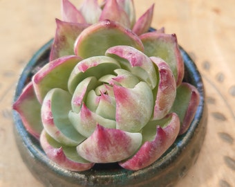 Echeveria Agavoides Casio