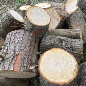 May include: A pile of stacked and cut logs with the bark still on them. The logs are various sizes and shapes, and some have been cut to show the grain of the wood.
