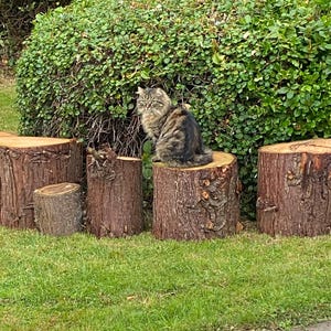 May include: A long-haired brown and black tabby cat sits perched atop a cylindrical wooden tree stump. The cat has pointed ears and a thick, fluffy coat. The stump is one of several arranged in a row in front of a dense green hedge.