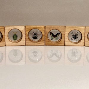 Insect and Arachnid Window Gem Blocks - 50mm, Bee, Spider, Ant, Butterfly, Beetle, Wood Blocks, Window Blocks, Open-ended, Building Toys