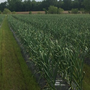 May include: A field of green garlic plants growing in rows with black plastic mulch. The plants are tall and lush, with long, narrow leaves.