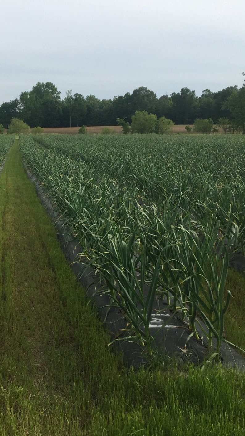 May include: A field of green garlic plants growing in rows with black plastic mulch. The plants are tall and lush, with long, narrow leaves.