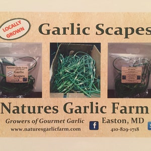 Springtime Fresh Garlic Box image 2