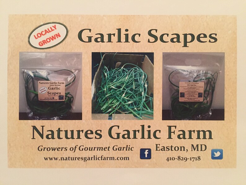 Springtime Fresh Garlic Box image 2