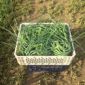 Springtime Fresh Garlic Box image 4