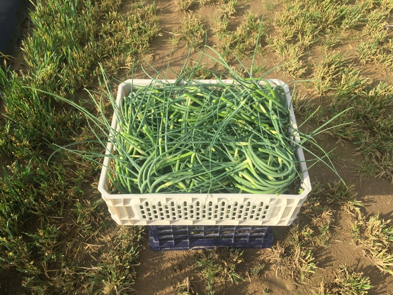 Springtime Fresh Garlic Box image 4