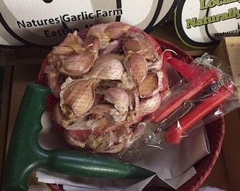 Gardener’s Ready to Plant Garlic Cloves  Gift Basket