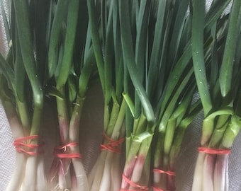 Delicious Spring Green Garlic Bunch