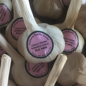 Hardneck Garlic Bulbs (Exceptional Flavors)