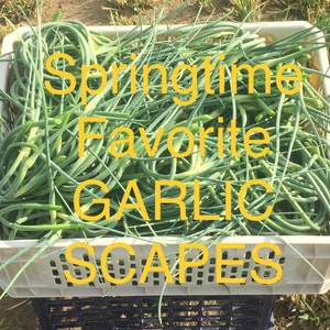 Springtime Fresh Garlic Box image 1