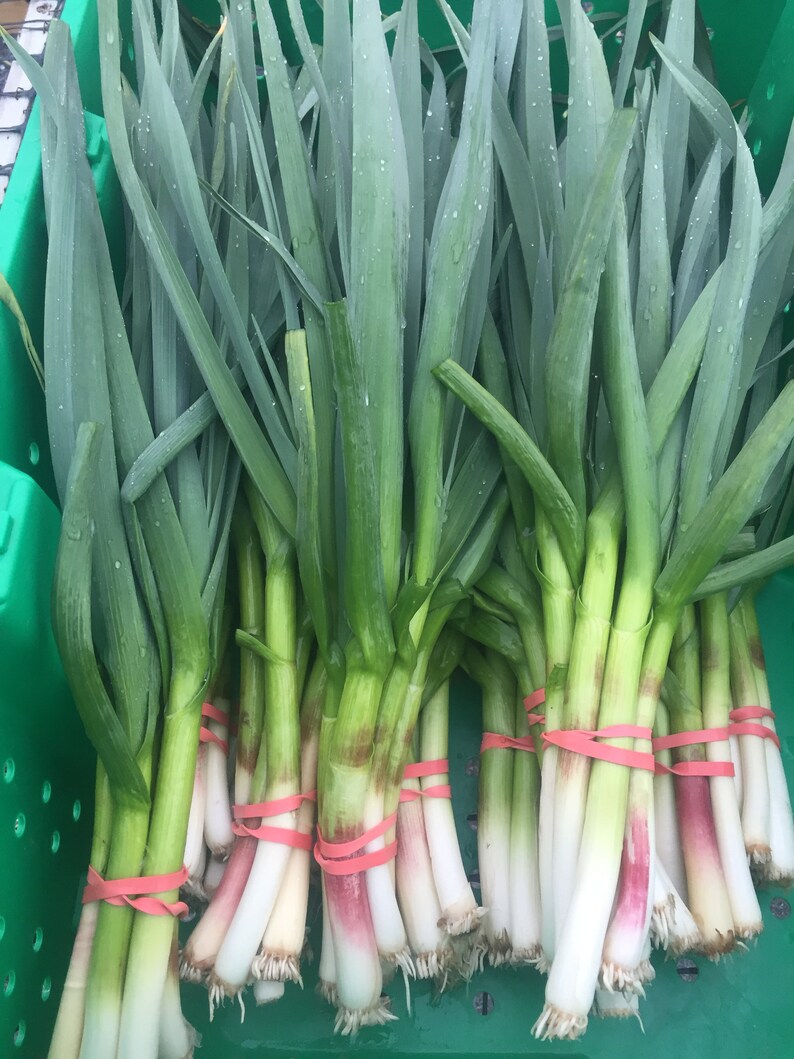 Delicious Spring Green Garlic ramps Etsy