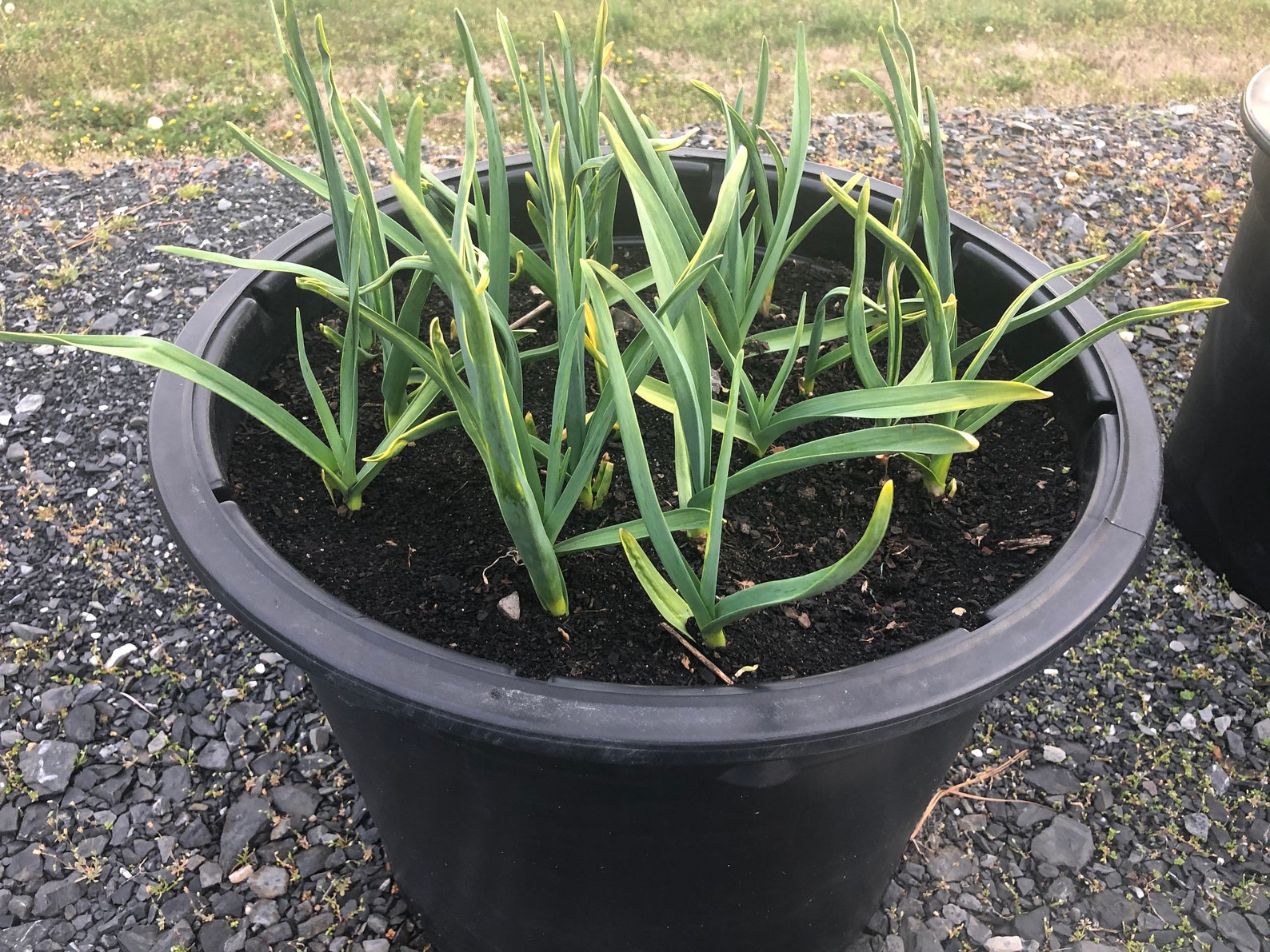 Ready to Plant Hardneck Seed Garlic Cloves Etsy